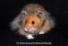 Hamsterhuette´s Montblanc